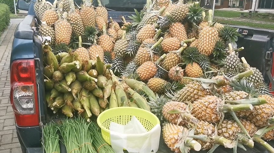 Selling pineapple on lorry pickup free stock video