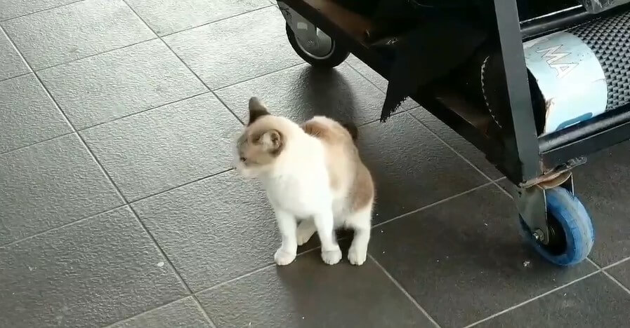 Cat walking around free stock video