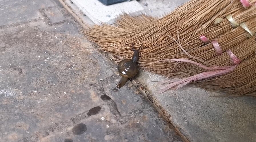 Snail crawling slowly at the broom free stock video