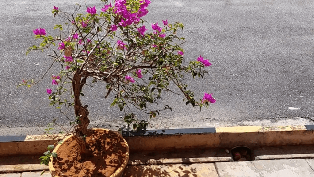 Pink Bougainvillea Flower In Pot On The Road Free Stock Video